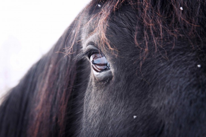 a horse's eye