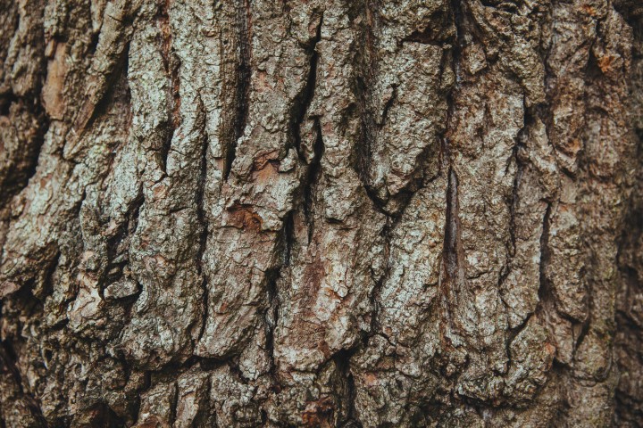 Bark of an English oak tree