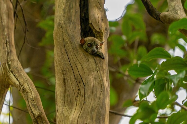 Madagascar